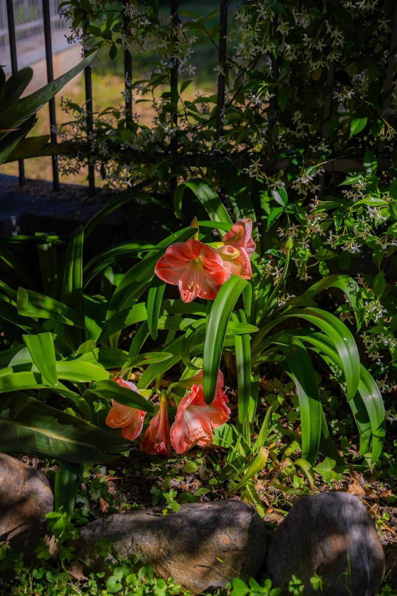 Villa Mafalda Pietra Ligure Esterno foto