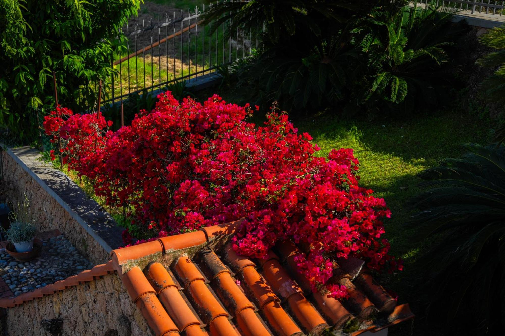 Villa Mafalda Pietra Ligure Esterno foto
